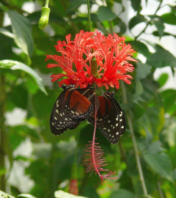 Zwei Schmetterlinge an roter Blume