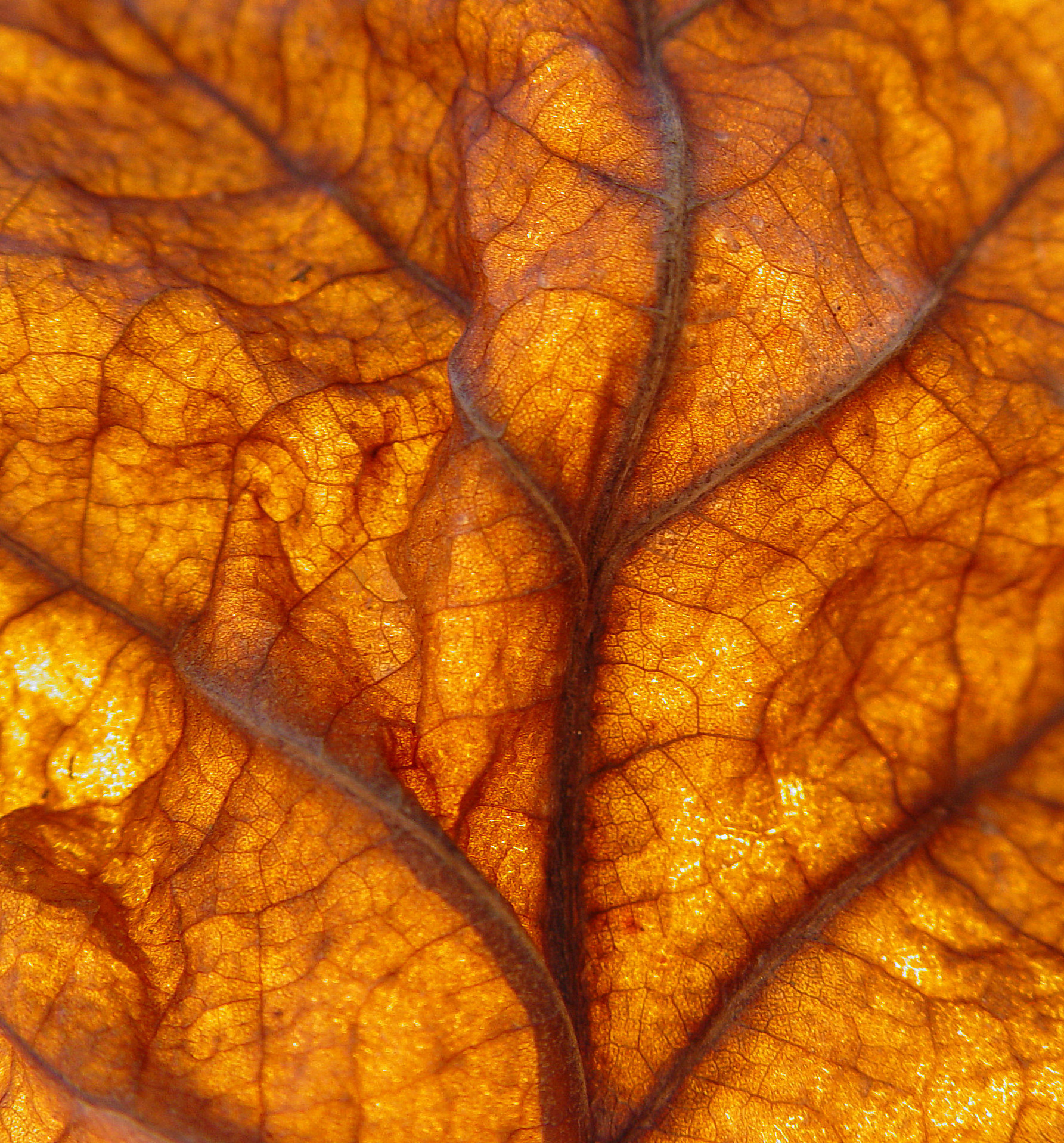 Blattadern auf braunem Herbstblatt